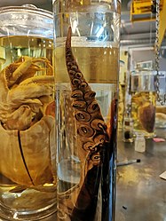 Tentacular club of a colossal squid collected by Malcolm R. Clarke, displayed in neutral formalin with two gladii of Loligo forbesii as part of the NHM's Spirit Collection Tour (see also specimen label and close-up of rotating suckers)