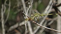 Young male before his tail turns blue