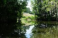 View of channel in Harris Lake in Leesburg, Florida.