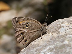 Kirinia roxelana male 1