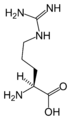 L-Arginine (Arg / R)