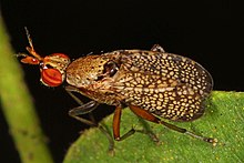 Euthycera arcuata