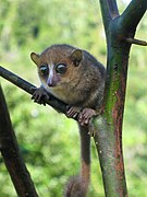 Brown lemur