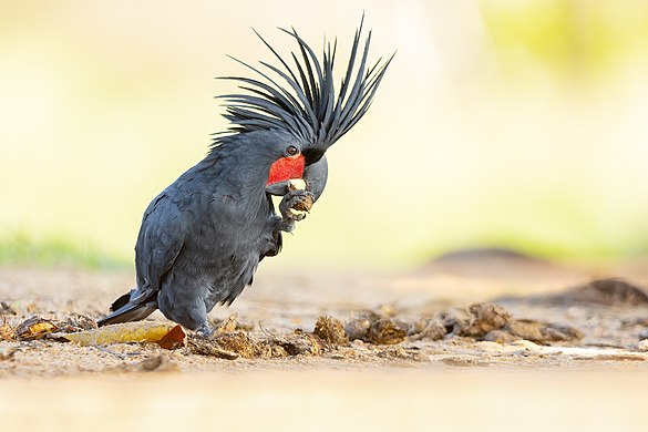 Palm cockatoo by JJ Harrison