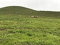 Cattle grazing land, Bih