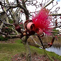 Tree and blossom