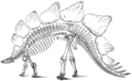 Stegosaurus (Othniel Charles Marsh)