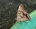 Tawny Emperor ventral view