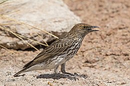 Violet-backed starling (Cinnyricinclus leucogaster verreauxi) female.jpg