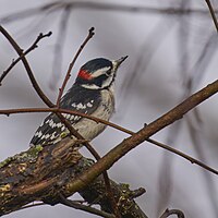 Downy Woodpecker, South Meadows Trail, East Hartford, CT USA