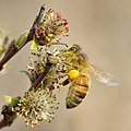 2017年5月14日 (日) 18:31版本的缩略图