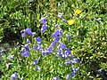 Campanula rhomboidalis