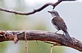 In Tasmania