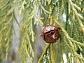 Spherical cone of Nootka cypress (Chamaecyparis nootkatensis)