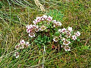 Gentianella concinna, an endemic plant of the Auckland Islands.