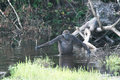 An adult gorilla using a walking stick to determine the water's depth, proof that gorillas use tools, too.