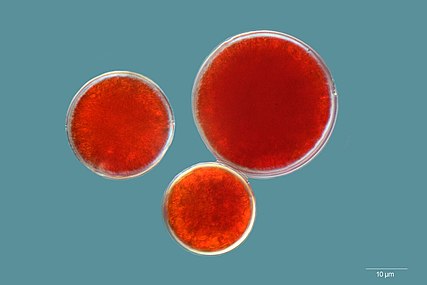When stressed, this green microalgae, Haematococcus pluvialis, degrades chlorophylls and accumulates a strong red antioxidant, the carotenoid astaxanthin