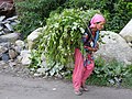 Himachali woman carrying fodder