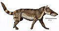 Hyaenodon crucians