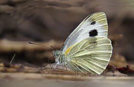 东方菜粉蝶 Pieris canidia