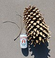 Exceptional cone example, shown with needle cluster (soda can for scale).