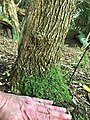 Tree trunk (girth 37 cm) of 6m arborescent specimen, Logan, showing fully mature bark