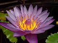 Regarded as the "queen of Indian flowers", the Lotus is the national flower of India and is considered sacred by Hindus and Buddhists.<ref>{{cite book