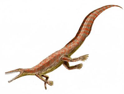 Reconstruction of Mesosaurus