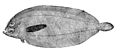 单臂细鲆(Monolene atrimana)