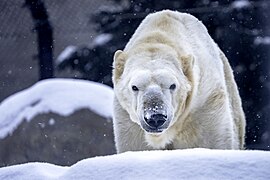 Neil, a 24-year-old polar bear.