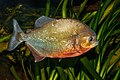 Red-bellied piranha