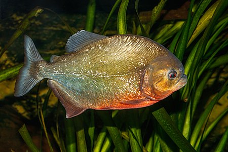 Red-bellied piranha