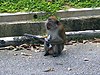 Macaca mulatta