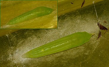 Pupa