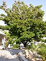 Sapodilla tree