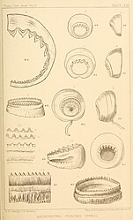 #34 (?/12/1874) and #42 (24/9/1877) Details of the horny ring of a large tentacular sucker of Verrill specimen No. 13 from 1874 (#34; fig. 11) and assorted arm and tentacular suckers of Verrill specimen No. 14 from 1877 (#42; remaining figures) (Verrill, 1880a:pl. 17)