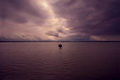 Tree in flooded field in Bangladesh, by Ziaul Hoque