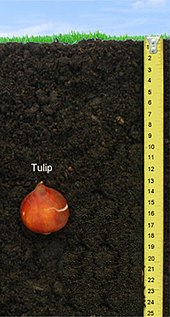 Tulip Bulb Depth