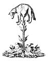 A Tartary vegetable growing a lamb, suggested by Crisco 1492.