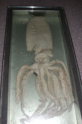 #260 (?/9/1982) Giant squid at the Naturalis Biodiversity Center in Leiden, the Netherlands