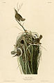 Nest, illustration
