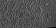 Brain terrain, as seen by HiRISE under HiWish program. Box shows the size of football field.