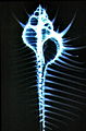 維那斯骨螺殼的X射線圖像