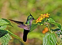 Hummingbird feeding from Lantana camara flower in Dominica.