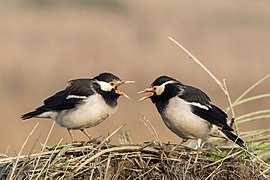Asian pied starlings (Gracupica contra)