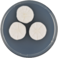 Aspergillus primulinus growing on CYA plate