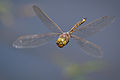 Image 2The Odonata (dragonflies and damselflies) have direct flight musculature, as do mayflies. (from Insect flight)