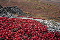 Arctostaphylos uva-ursi