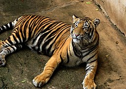 Bengal tiger in the old big-cat grottos (Panthera tigris tigris)