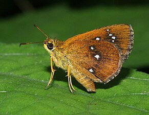 Ventral view